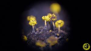 Attēlu rezultāti vaicājumam “Physarum viride”