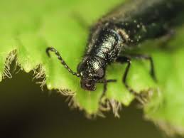 Attēlu rezultāti vaicājumam “Dasytes caeruleus”