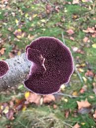 Attēlu rezultāti vaicājumam “Trichaptum biforme”