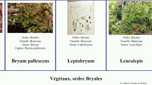 Attēlu rezultāti vaicājumam “Bryum pallescens”