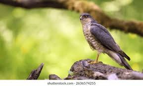 Attēlu rezultāti vaicājumam “Accipiter nisus male”
