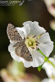 Attēlu rezultāti vaicājumam “Eupithecia venosata”