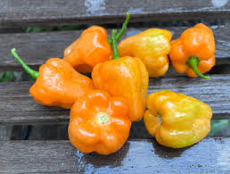 Afbeeldingsresultaat voor peach habanero hot pepper