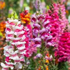 Image result for Antirrhinum majus