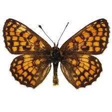 Attēlu rezultāti vaicājumam “Mellicta athalia”