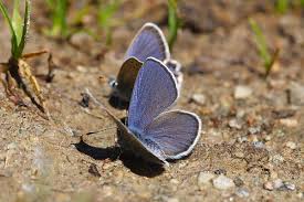 Attēlu rezultāti vaicājumam “Vacciniina optilete underside”