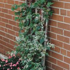 Attēlu rezultāti vaicājumam “Ampelopsis glandulosa var. brevipedunculata”