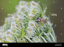 Attēlu rezultāti vaicājumam “Lygus pratensis imago”