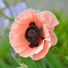 Image result for Papaver orientale
