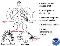 Image result for Lepidochelys olivacea