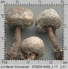 Attēlu rezultāti vaicājumam “Tulostoma fimbriatum”