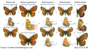 Attēlu rezultāti vaicājumam “Boloria eunomia underside”
