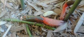 Attēlu rezultāti vaicājumam “Mutinus ravenelii”