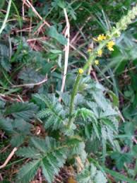 Attēlu rezultāti vaicājumam “Agrimonia eupatoria leaf”