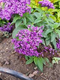 Attēlu rezultāti vaicājumam “Batrachium circinatum flower”