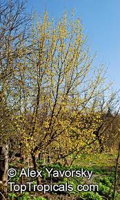 Attēlu rezultāti vaicājumam “Cornus mas”