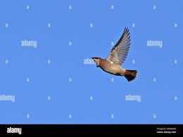 Attēlu rezultāti vaicājumam “Bombycilla garrulus adult”