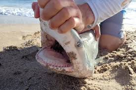 Image result for Carcharhinus isodon
