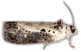 Attēlu rezultāti vaicājumam “Hedya salicella”