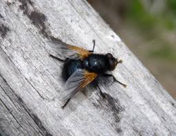 Attēlu rezultāti vaicājumam “Mesembrina meridiana”