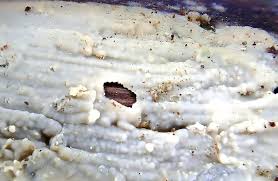 Attēlu rezultāti vaicājumam “Radulomyces confluens”