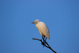 Attēlu rezultāti vaicājumam “Bubulcus ibis”