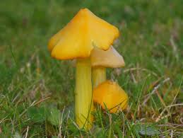 Attēlu rezultāti vaicājumam “Hygrocybe acutoconica”