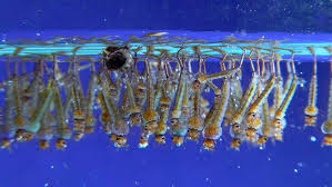 Attēlu rezultāti vaicājumam “Culex pipiens larva”