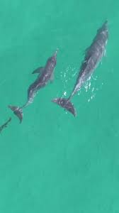 Image result for Ilfracombe Orcas Octopush Club