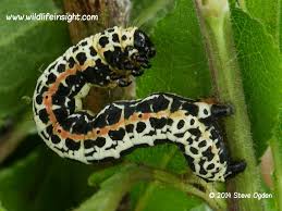 Attēlu rezultāti vaicājumam “Abraxas grossulariata larva”