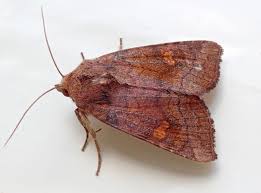 Attēlu rezultāti vaicājumam “Amphipoea”