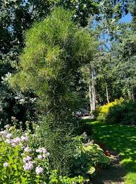 Attēlu rezultāti vaicājumam “Frangula alnus flower”