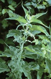 Attēlu rezultāti vaicājumam “Urtica dioica”