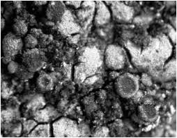 Attēlu rezultāti vaicājumam “Fellhanera subtilis”