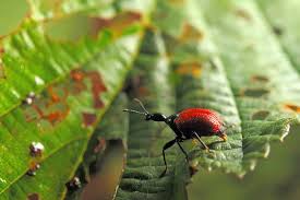 Attēlu rezultāti vaicājumam “Apoderus coryli”