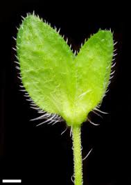 Attēlu rezultāti vaicājumam “Veronica persica fruit”