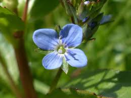 Attēlu rezultāti vaicājumam “Veronica beccabunga bud”