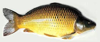 Image result for Carpiodes cyprinus