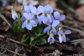 Attēlu rezultāti vaicājumam “Viola collina”