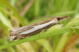 Attēlu rezultāti vaicājumam “Crambus hamella”