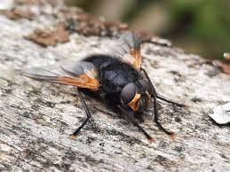 Attēlu rezultāti vaicājumam “Mesembrina meridiana”