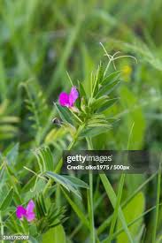 Attēlu rezultāti vaicājumam “Vicia lathyroides”