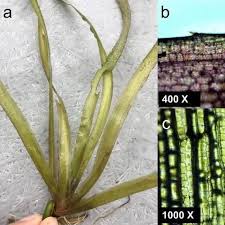 Attēlu rezultāti vaicājumam “Hydrocharitaceae”