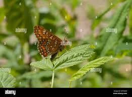 Attēlu rezultāti vaicājumam “Euphydryas maturna upperside”