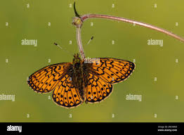 Attēlu rezultāti vaicājumam “Boloria eunomia”