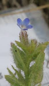 Attēlu rezultāti vaicājumam “Anchusa arvensis flower”