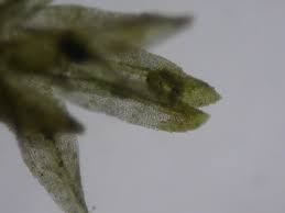 Attēlu rezultāti vaicājumam “Dichodontium pellucidum macro”