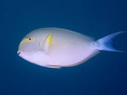 Image result for Acanthurus xanthopterus