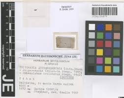 Attēlu rezultāti vaicājumam “Trilophozia quinquedentata”