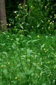 Attēlu rezultāti vaicājumam “Lapsana communis”